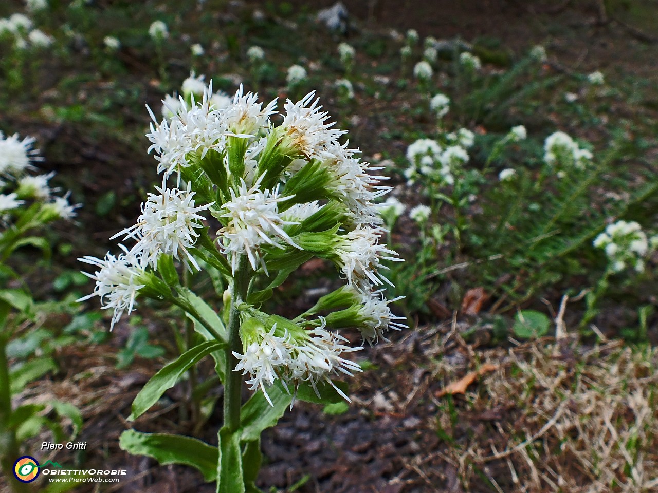 91 Farfaraccio bianco alla macro.JPG